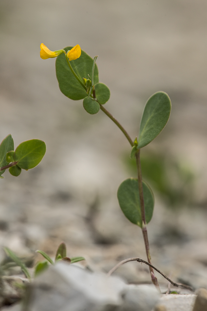 Изображение особи Coronilla scorpioides.