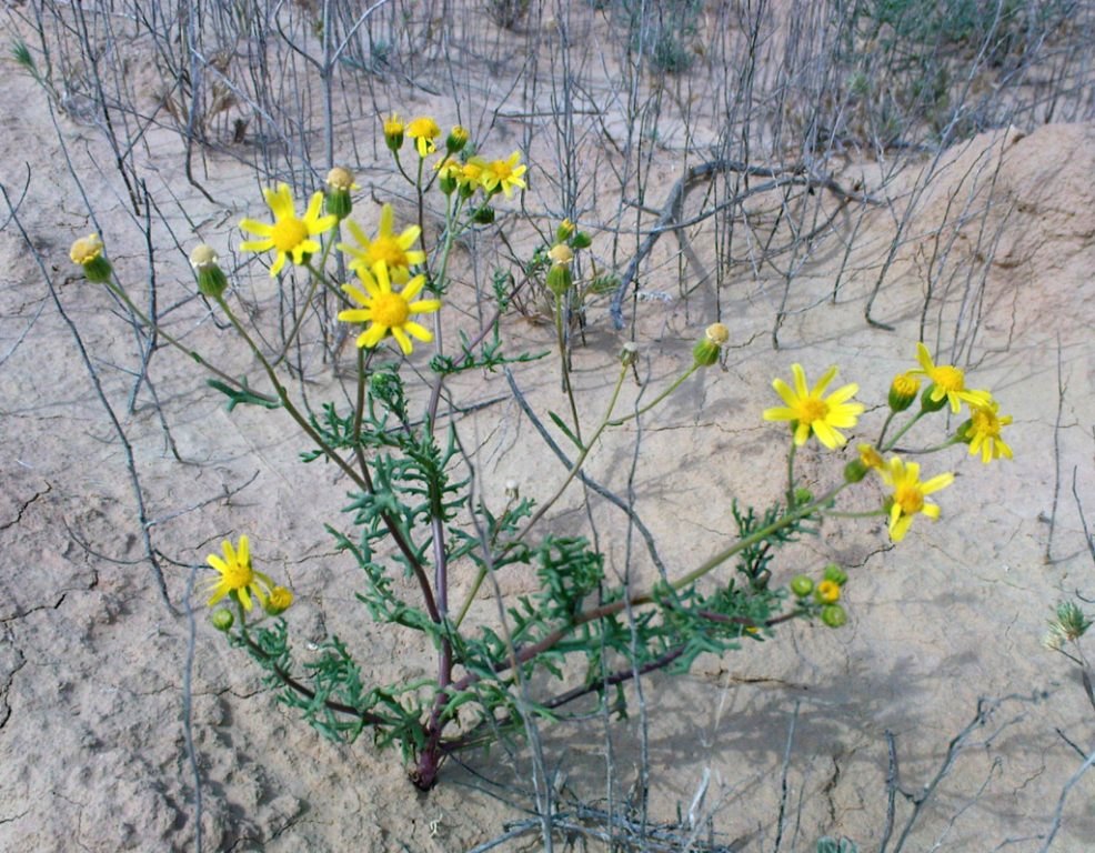 Image of Senecio noeanus specimen.