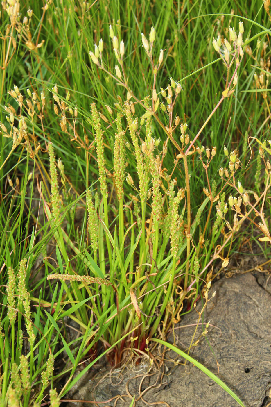 Изображение особи Plantago tenuiflora.