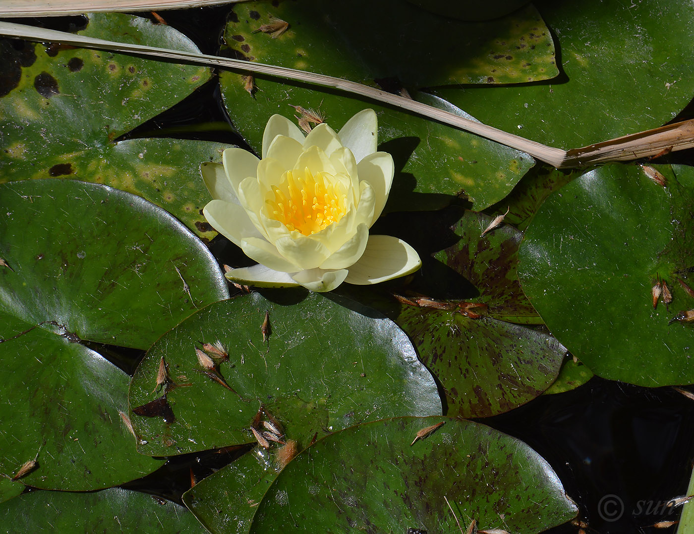 Image of Nymphaea odorata specimen.