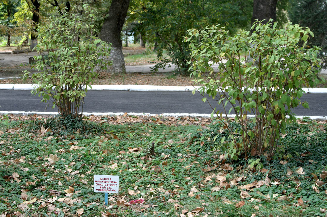 Image of Weigela middendorffiana specimen.