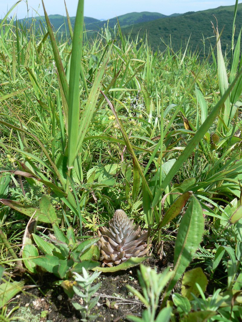 Image of Orostachys erubescens specimen.