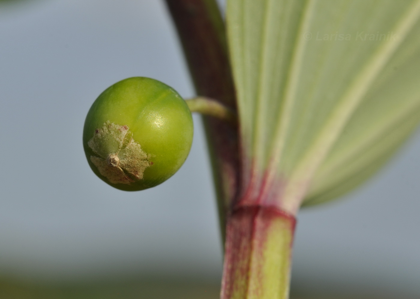 Изображение особи Polygonatum odoratum.