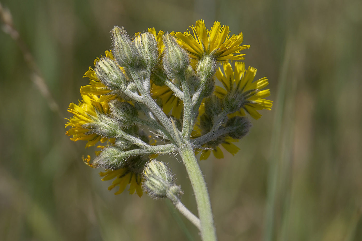 Image of genus Pilosella specimen.