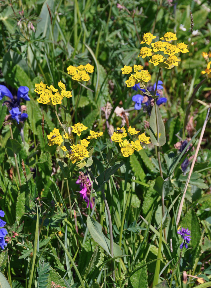 Image of Bupleurum aureum ssp. porfirii specimen.