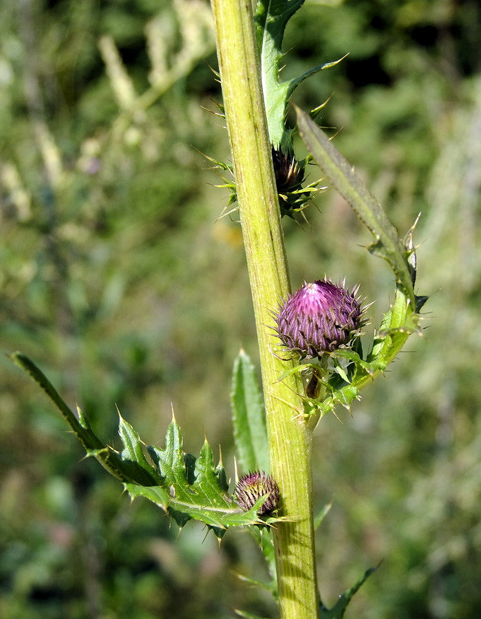 Image of Cirsium pendulum specimen.