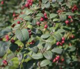 genus Cotoneaster. Части плодоносящих побегов. Москва, ГБС, дендрарий. 31.08.2021.