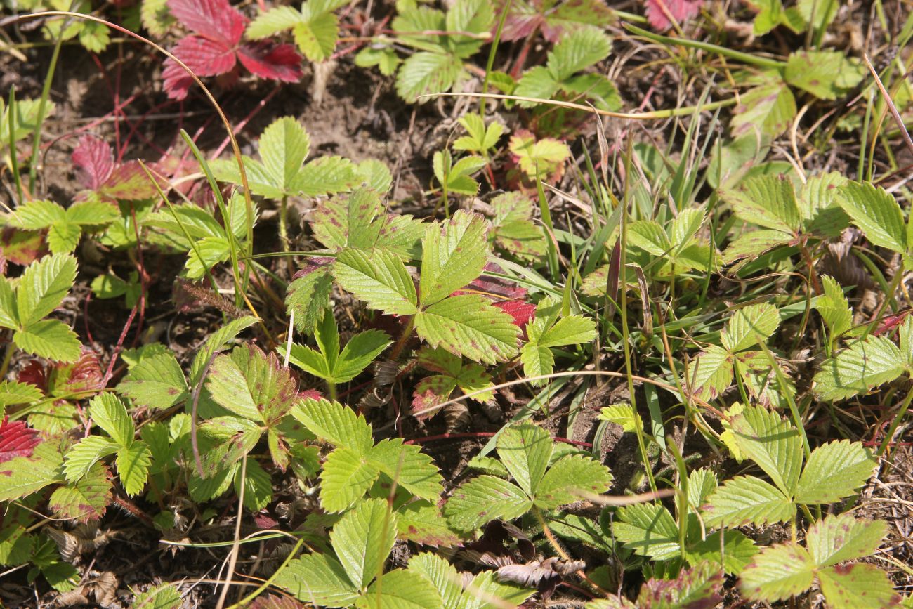 Image of Fragaria viridis specimen.