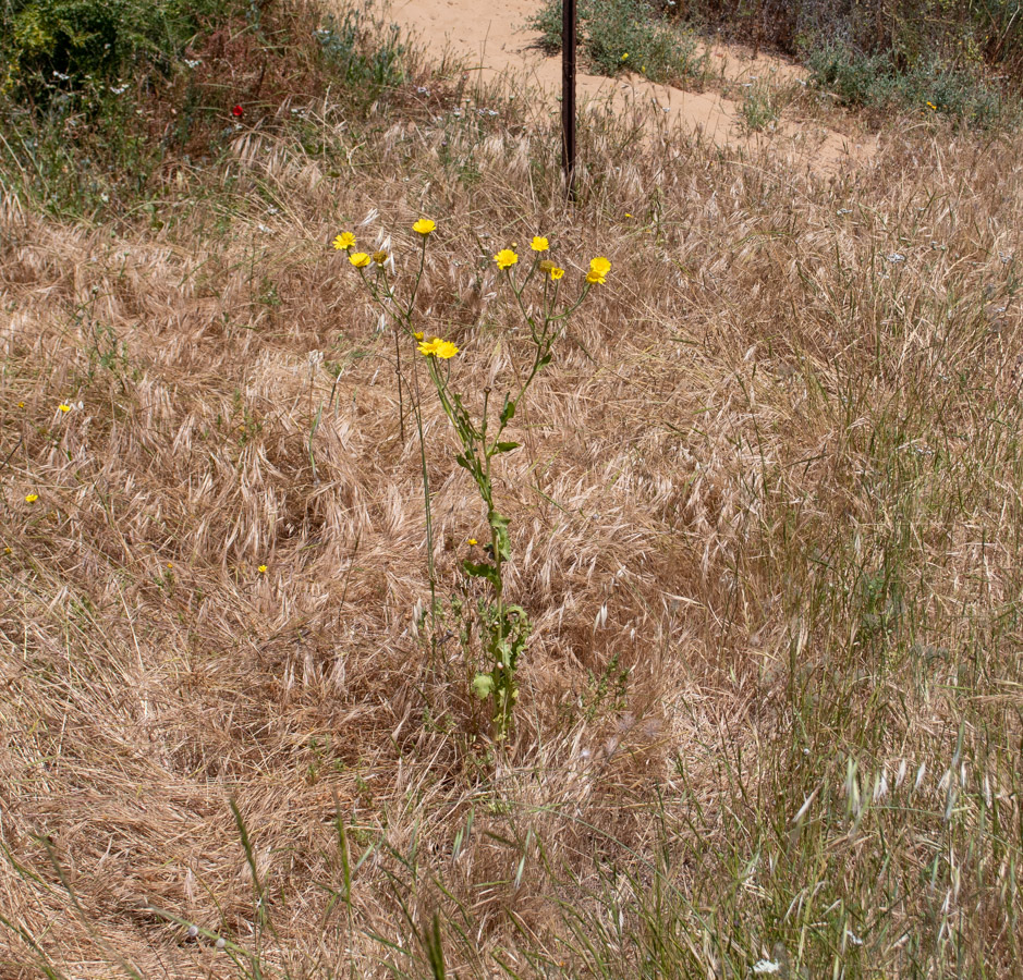 Image of Heteranthemis viscide-hirta specimen.