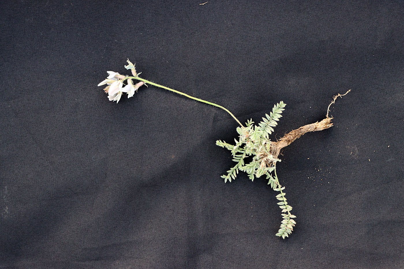 Image of Oxytropis michelsonii specimen.