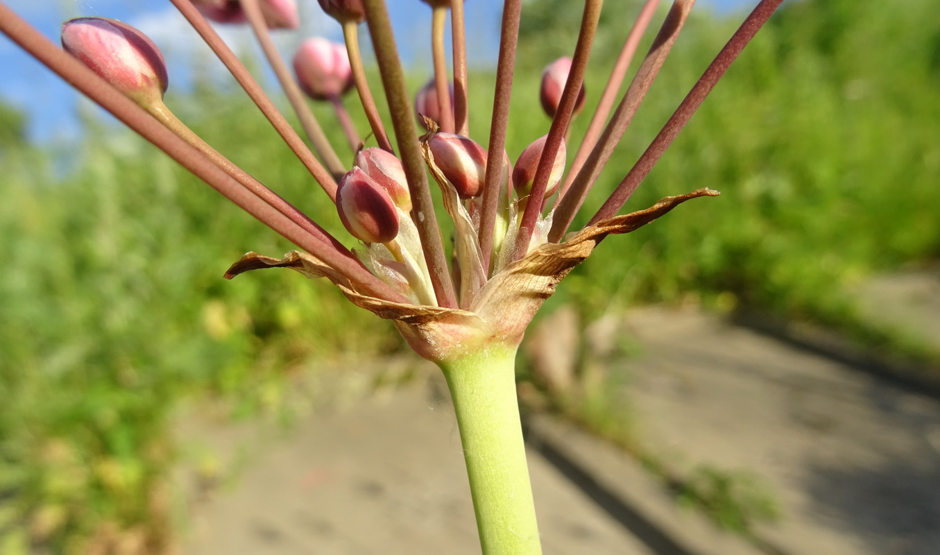 Изображение особи Butomus umbellatus.