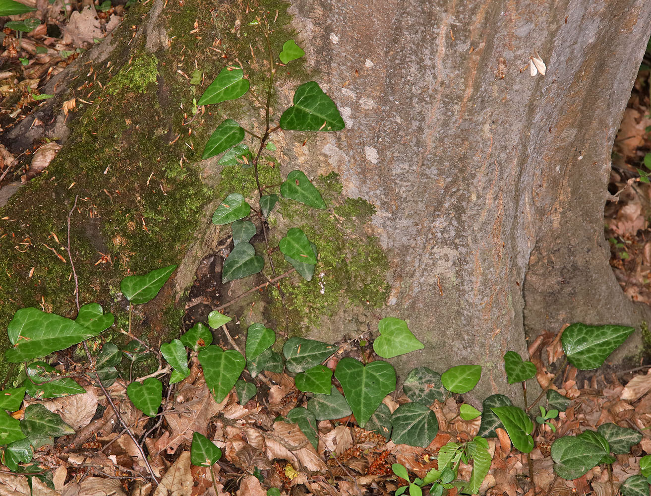 Image of Hedera pastuchovii specimen.