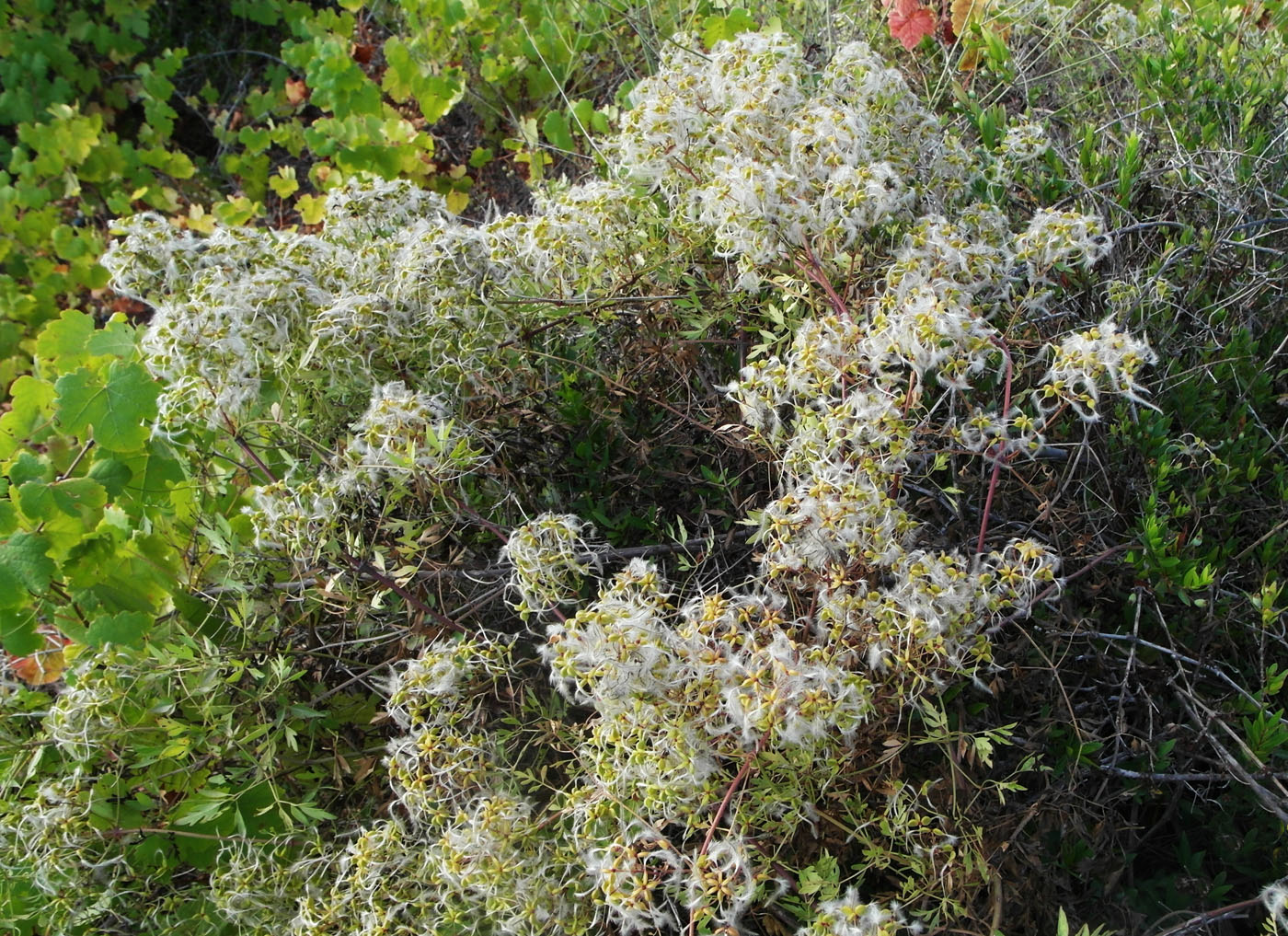 Image of Clematis lathyrifolia specimen.