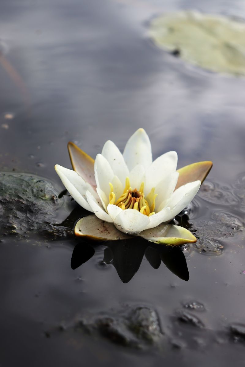 Image of Nymphaea candida specimen.