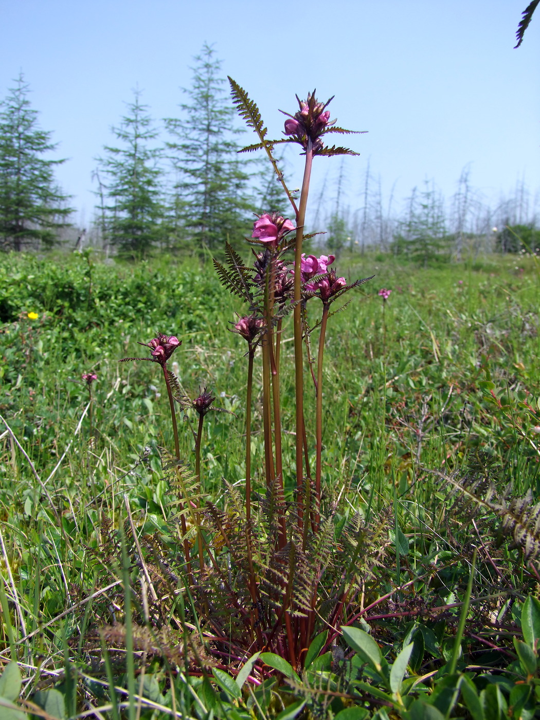 Изображение особи Pedicularis nasuta.