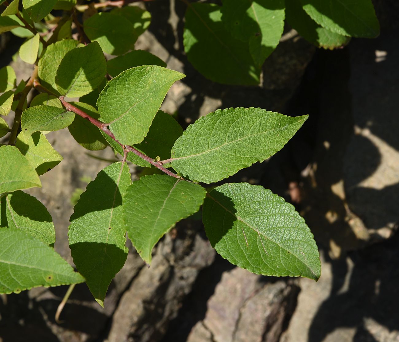 Изображение особи Salix caprea.