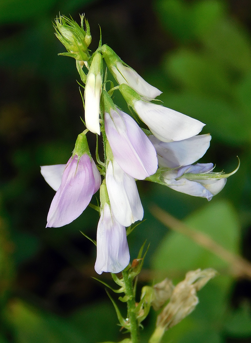 Изображение особи Galega officinalis.