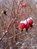 род Rosa. Соплодие с прошлогодними зрелыми плодами. Хабаровский край, окр. г. Комсомольск-на-Амуре, край смешанного леса. 12.11.2022.