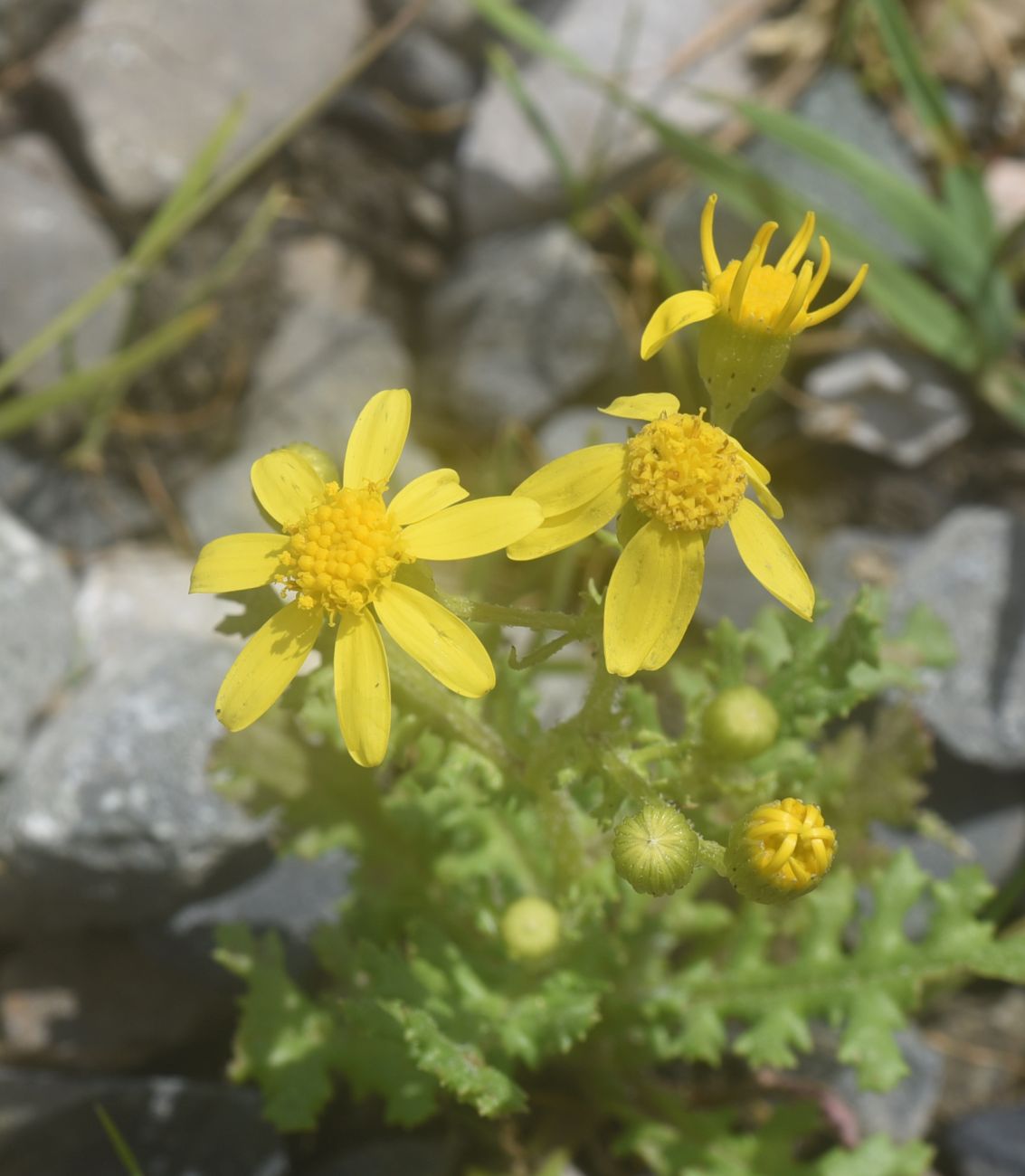 Image of Senecio sosnovskyi specimen.