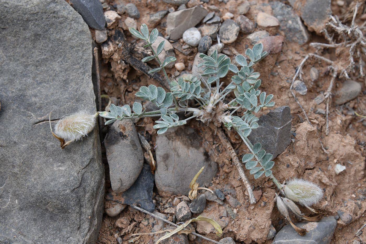 Изображение особи Astragalus ferganensis.