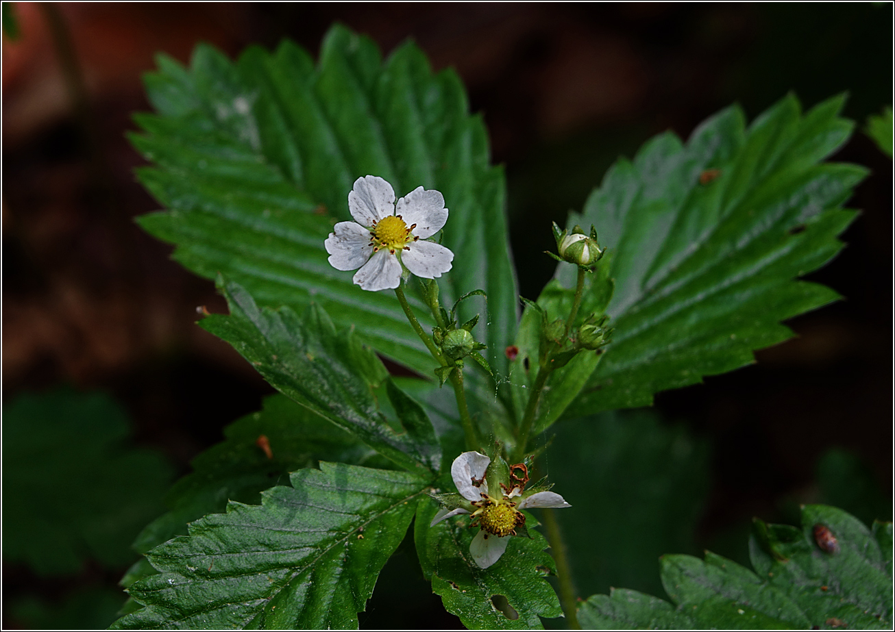 Image of Fragaria vesca specimen.