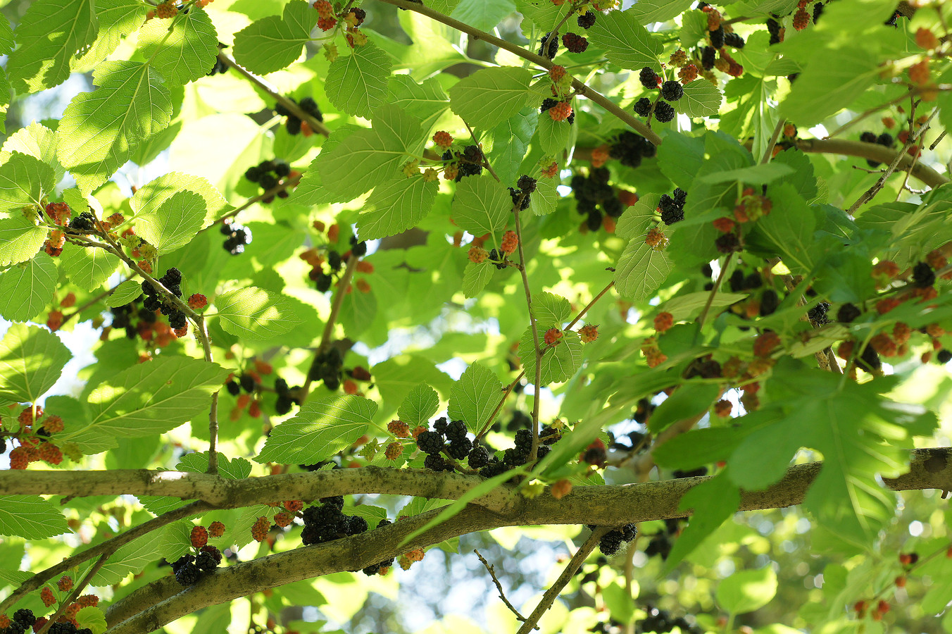 Изображение особи Morus alba.