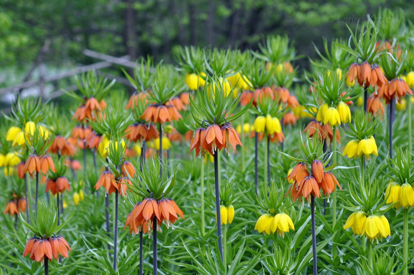 Изображение особи Fritillaria imperialis.