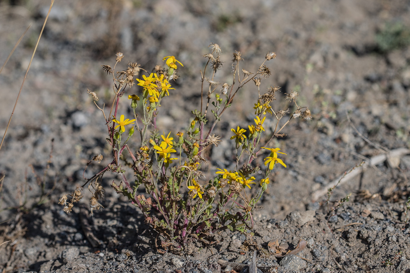 Image of Senecio sosnovskyi specimen.