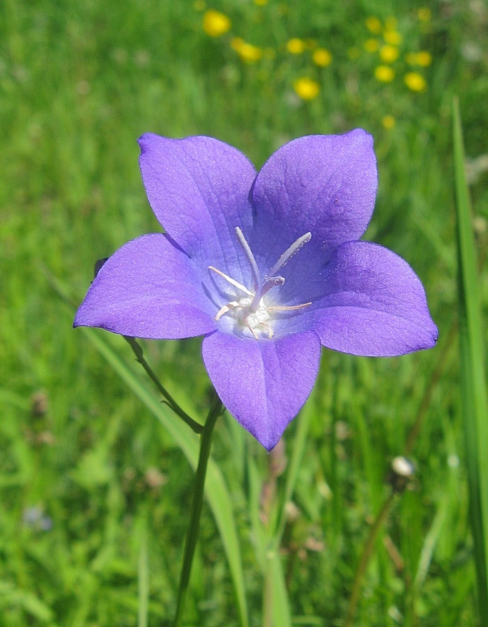 Image of Campanula altaica specimen.