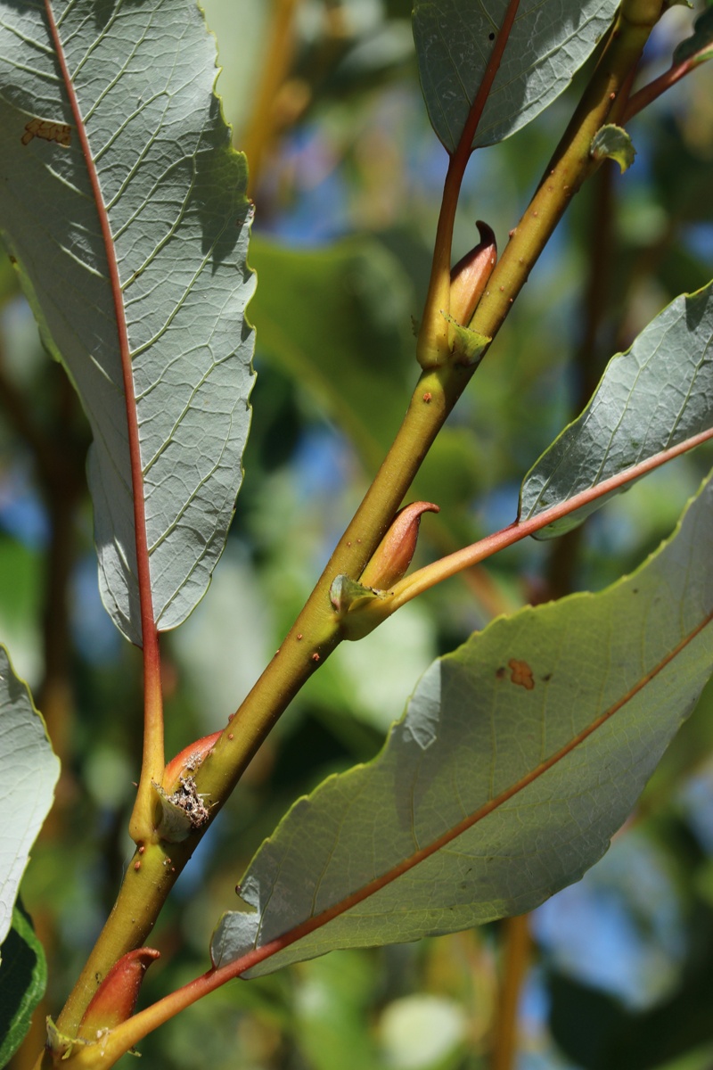 Image of Salix phylicifolia specimen.