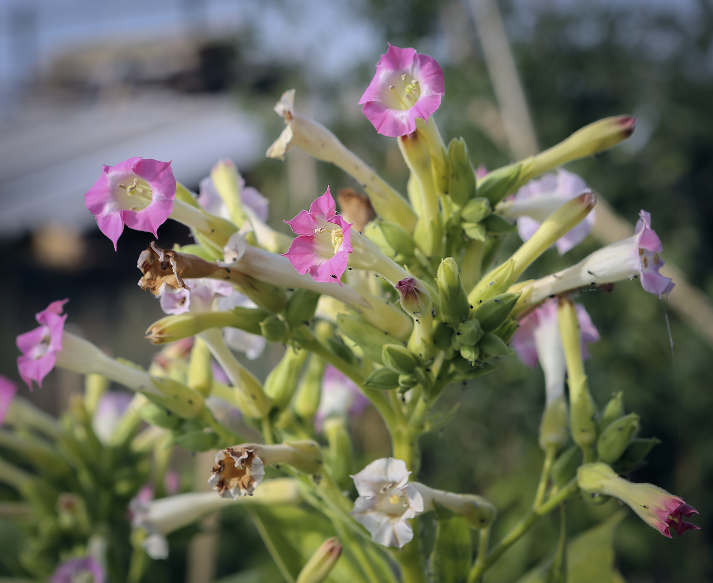 Изображение особи Nicotiana tabacum.