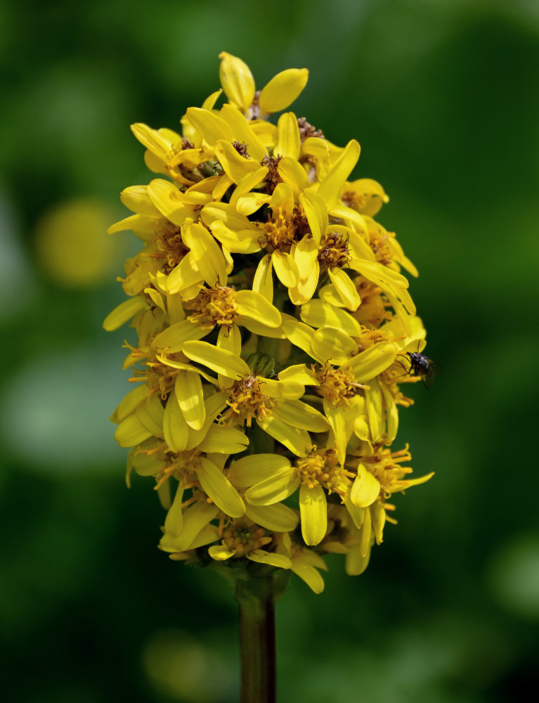 Image of Ligularia alpigena specimen.