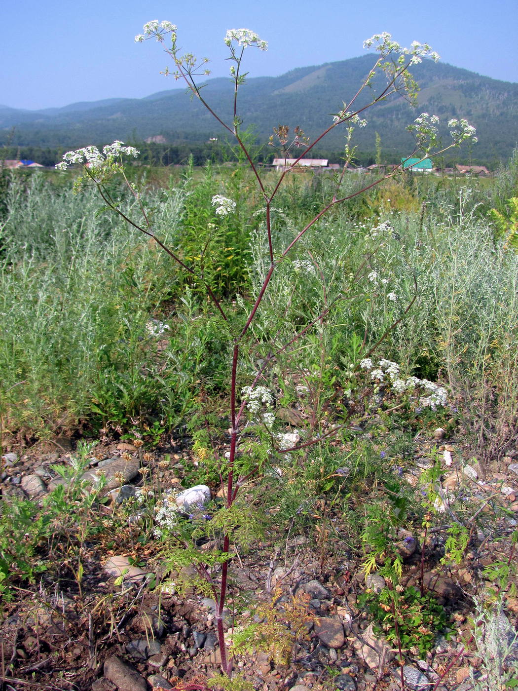 Image of Sphallerocarpus gracilis specimen.