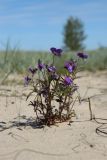 Viola maritima