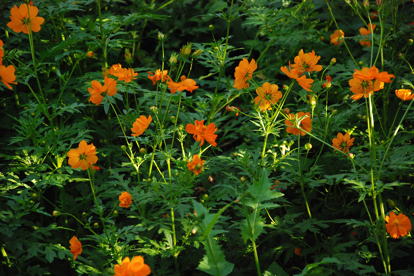 Image of Cosmos sulphureus specimen.