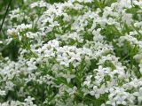 Смотреть изображение Galium palustre