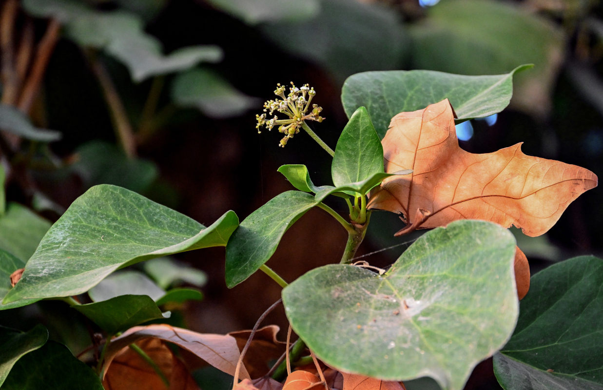 Изображение особи род Hedera.