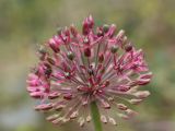 Allium taeniopetalum