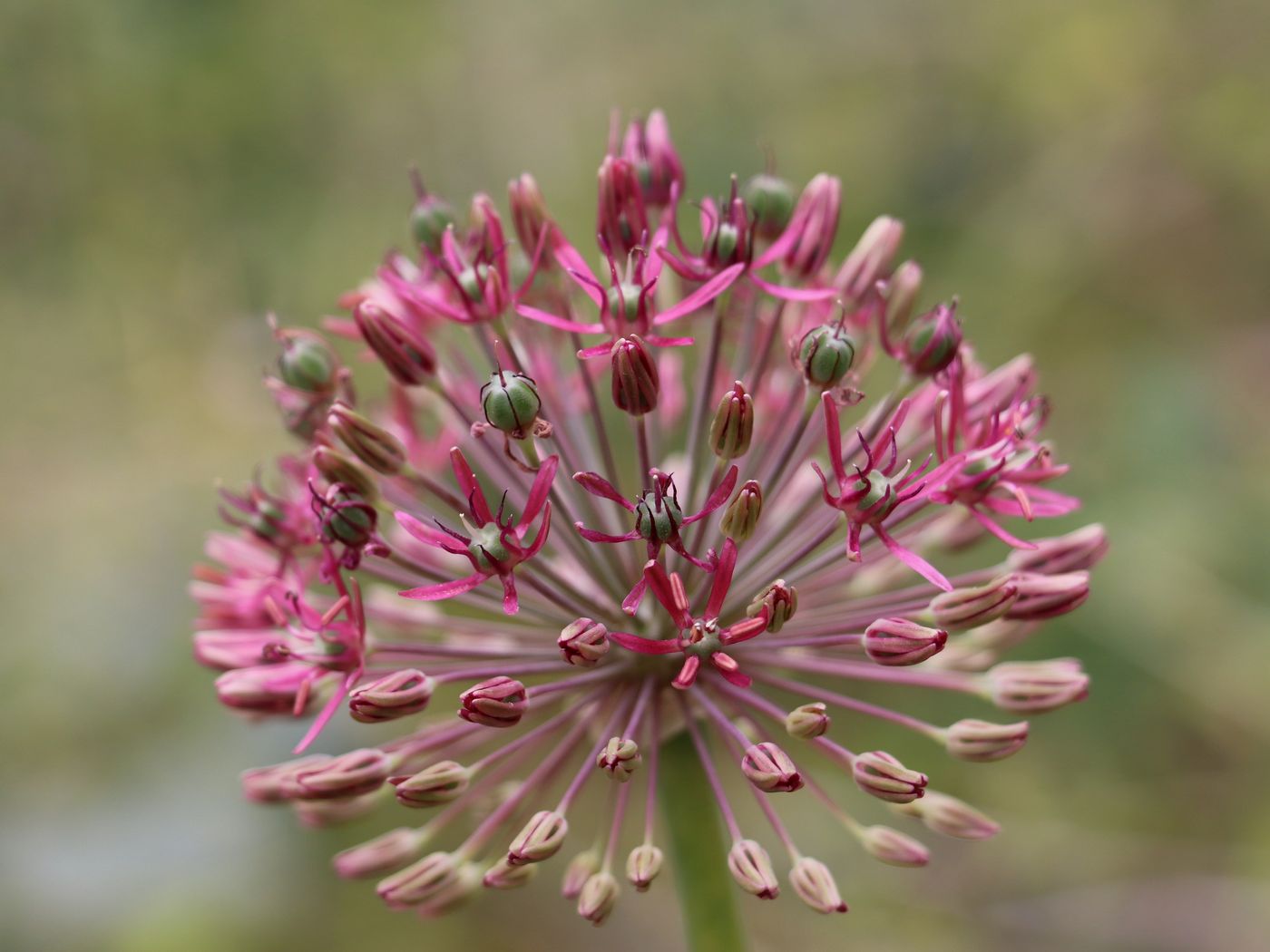 Image of Allium taeniopetalum specimen.