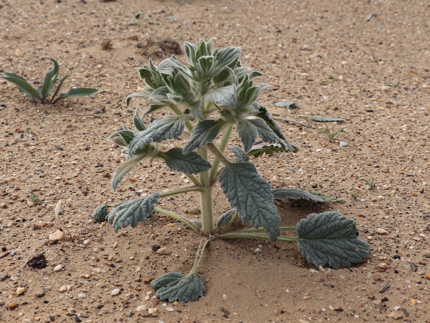 Изображение особи Paraeremostachys aralensis.