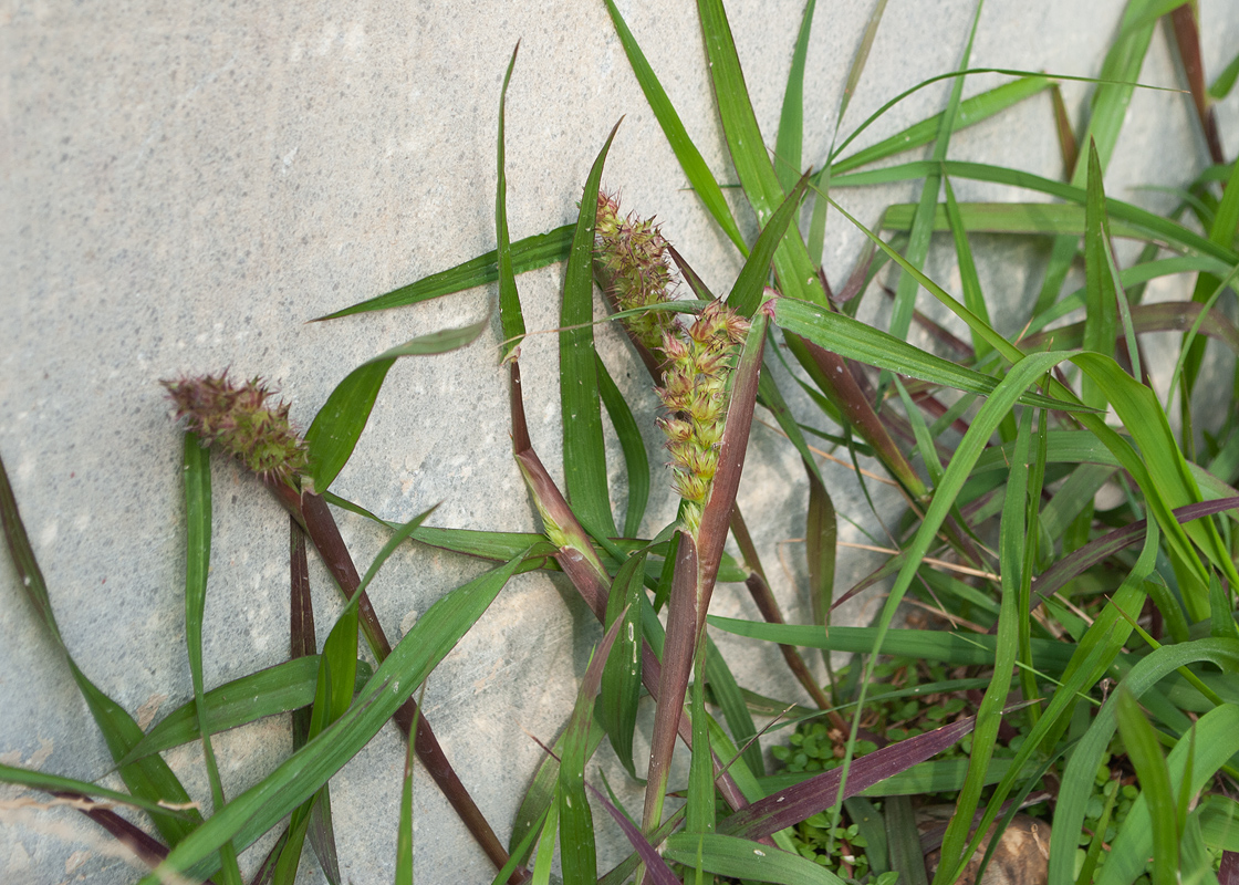 Image of Cenchrus echinatus specimen.