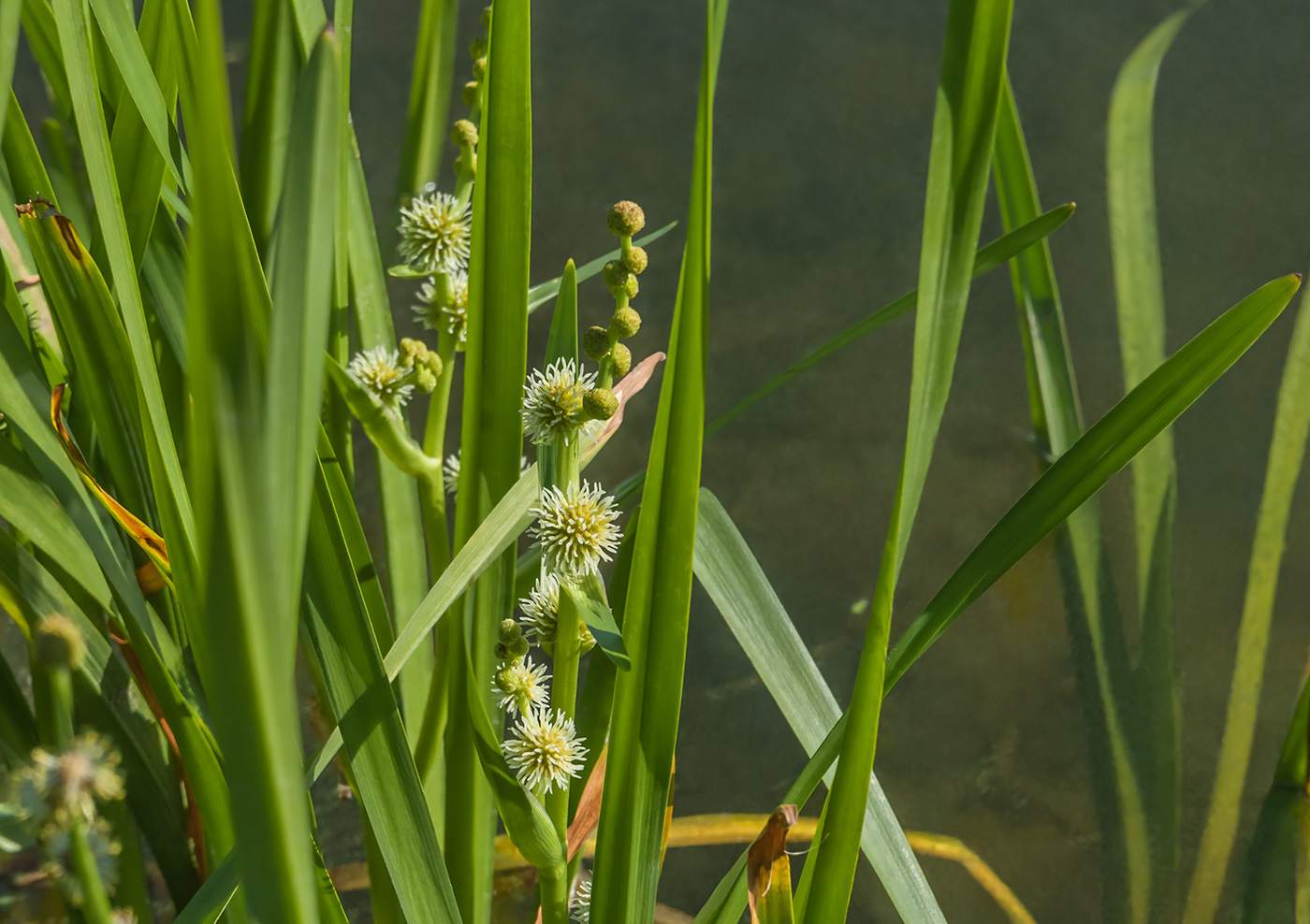 Изображение особи Sparganium erectum.