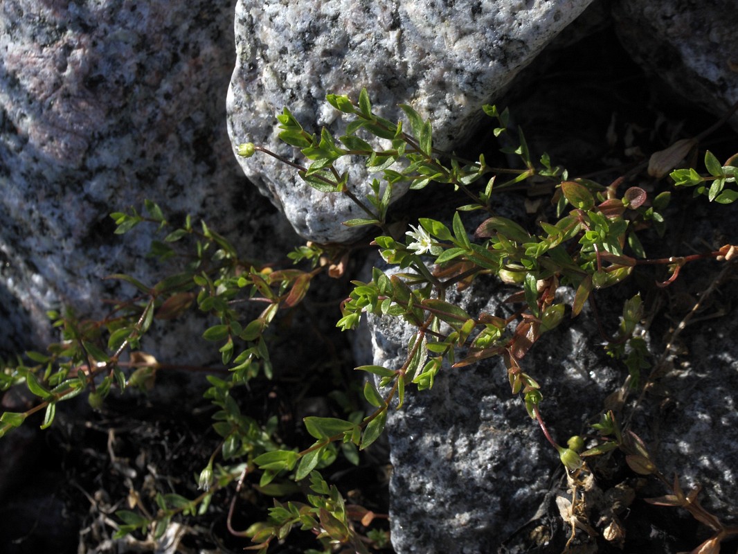 Image of Stellaria crassifolia specimen.