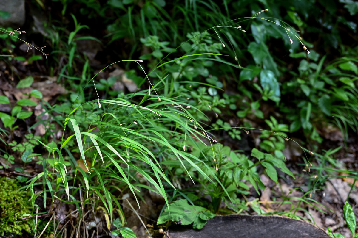 Image of Melica uniflora specimen.