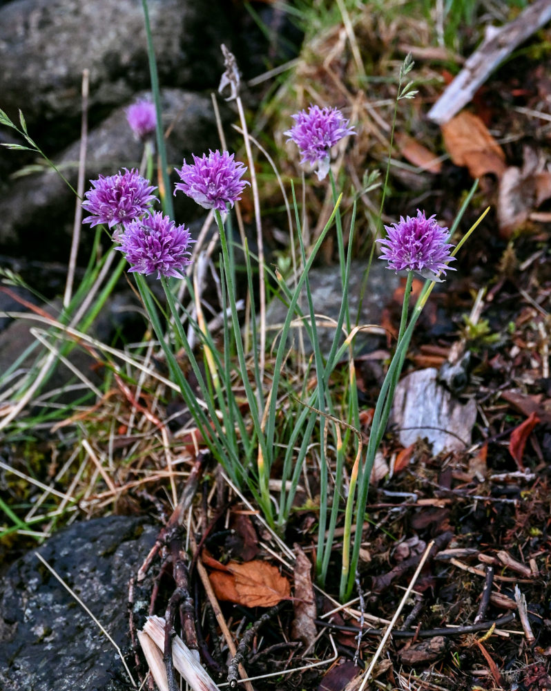 Изображение особи Allium schoenoprasum.