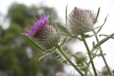 Cirsium polonicum