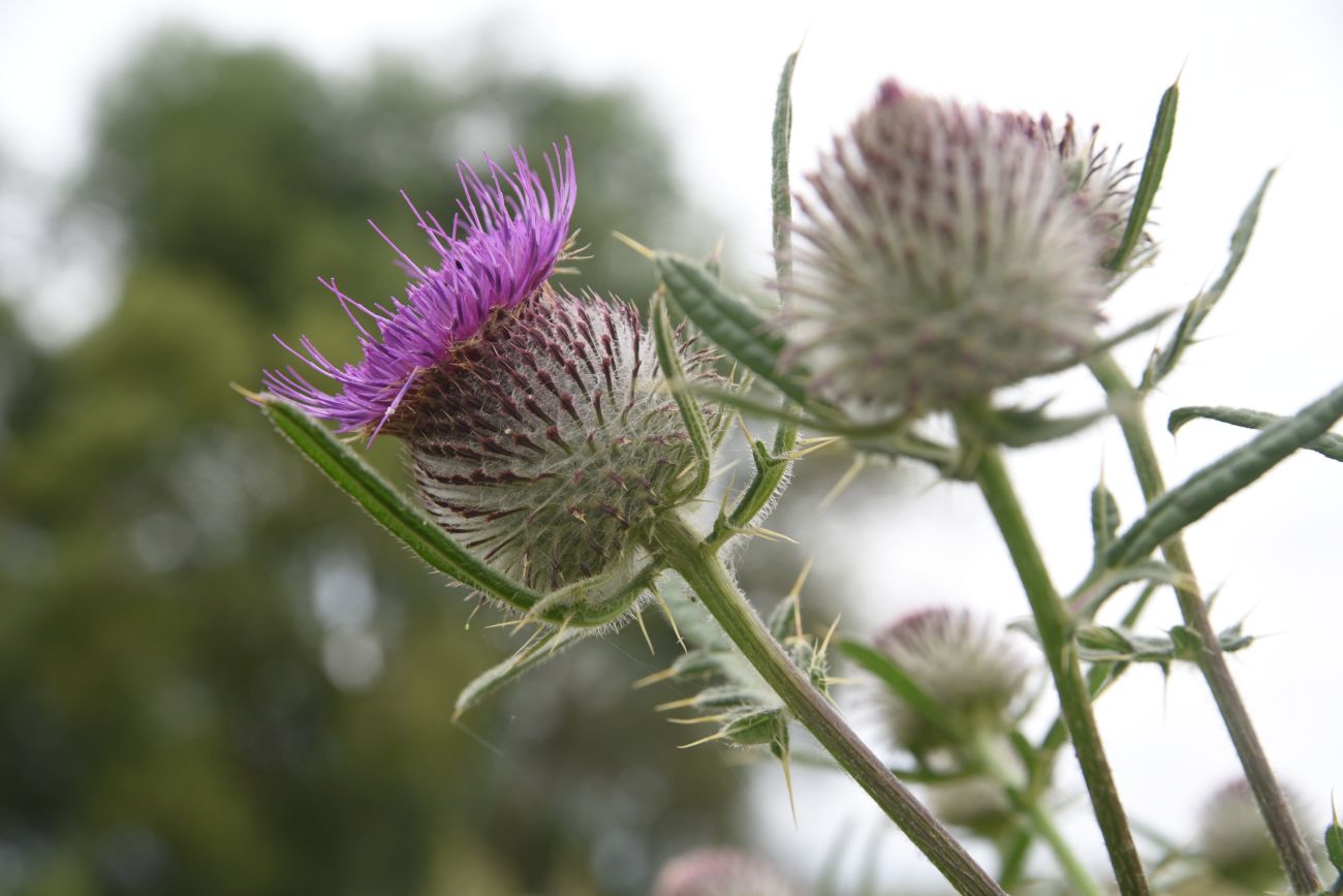 Изображение особи Cirsium polonicum.