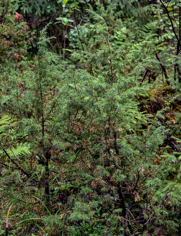 Image of Juniperus communis specimen.