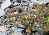 Geranium rotundifolium. Побег с цветками и плодами. Краснодарский край, м.о. Новороссийск, сельский округ Абрау-Дюрсо, озеро Абрау, щебнистое подножие скальных выходов мергелей. 10.06.2021.