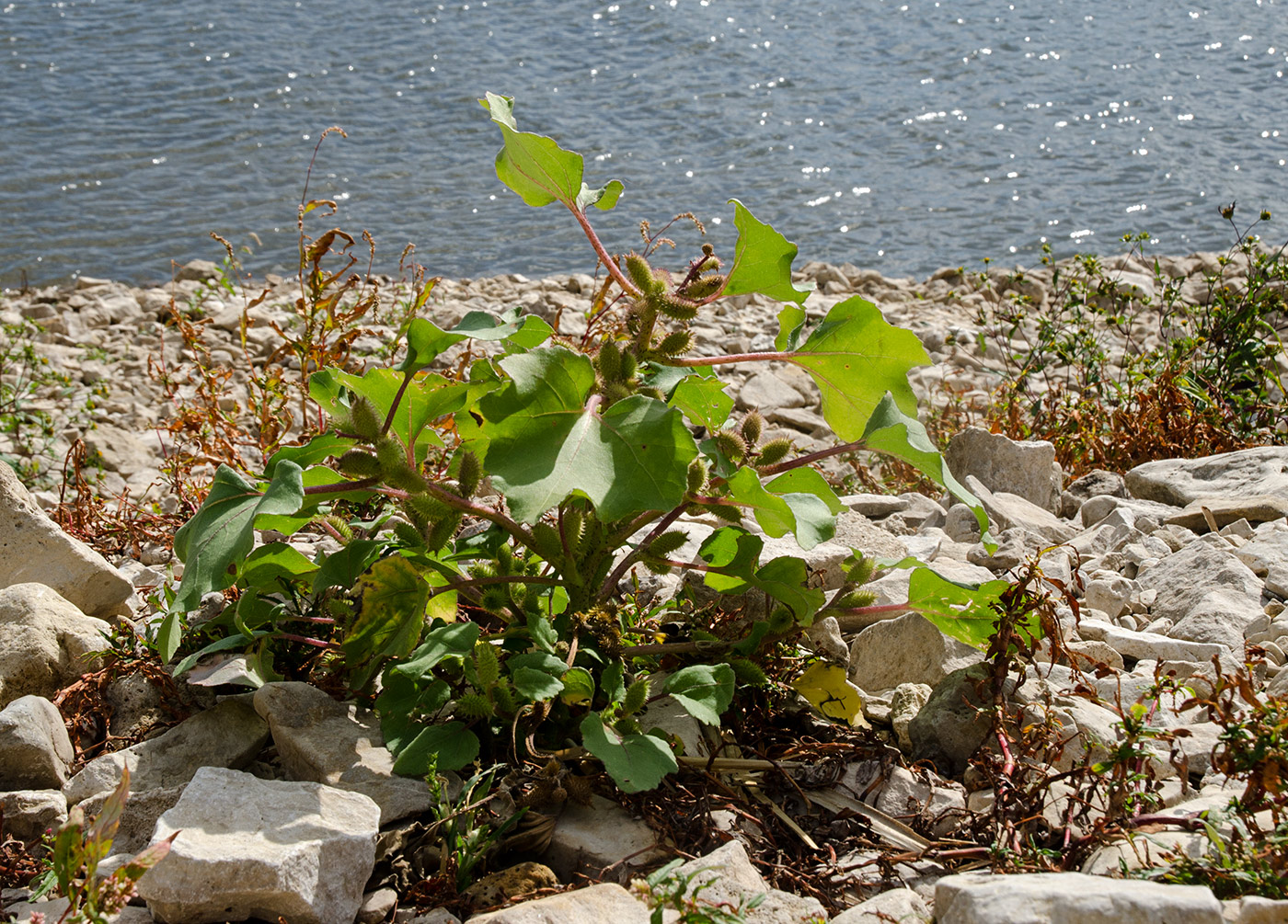 Image of Xanthium orientale specimen.